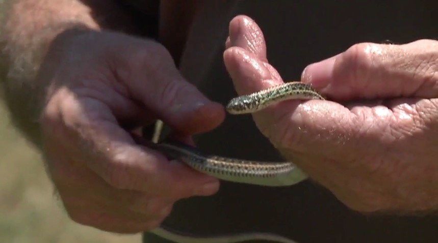 Hole in wall allows more than 20 snakes to enter woman’s apartment